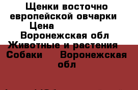 Щенки восточно европейской овчарки › Цена ­ 5000-7000 - Воронежская обл. Животные и растения » Собаки   . Воронежская обл.